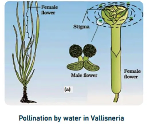 Pollination by water