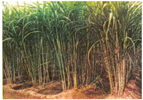 Food Crops Other Than Grains