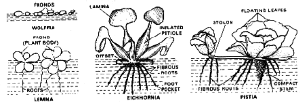 Hydrophtes