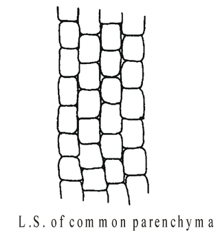 Complex Permanent Tissue