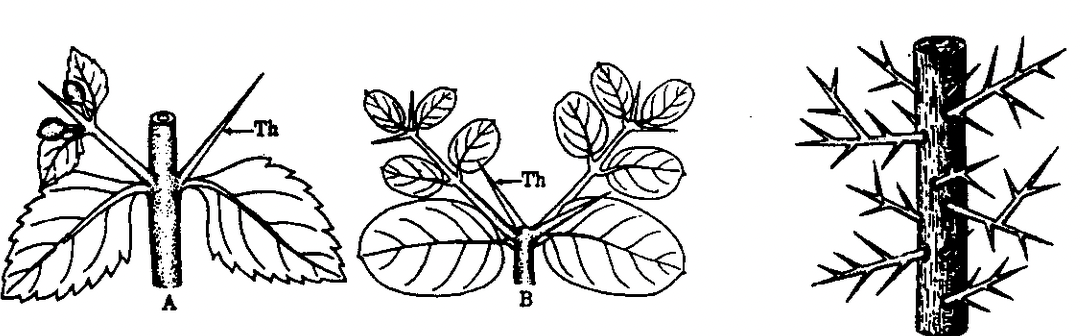 Stem