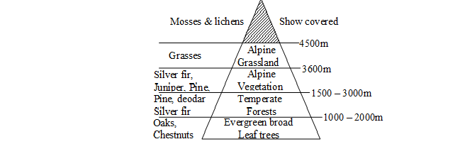 natural vegetation pyramid