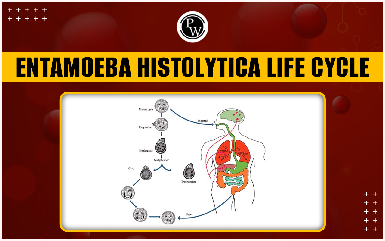 Entamoeba Histolytica Life Cycle