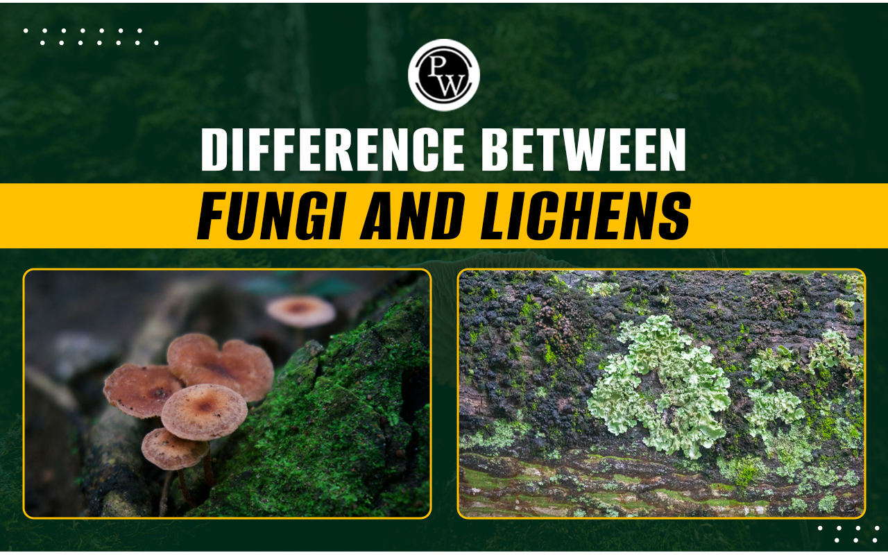 Differences between Fungi and Lichen