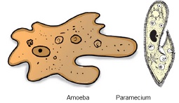 unicellular