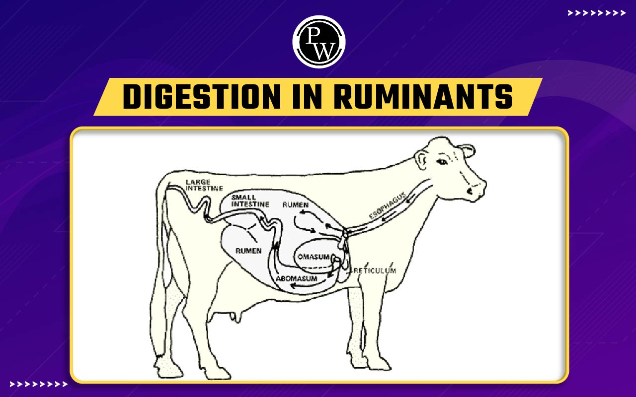 Digestion In Ruminants
