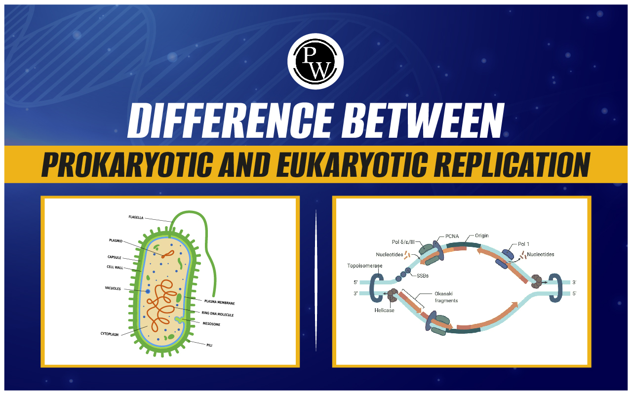 Difference Between Primary Lymphoid Organs and Secondary Lymphoid Organs