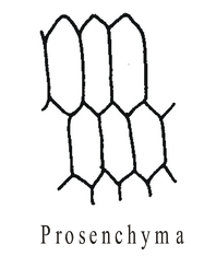 Complex Permanent Tissue