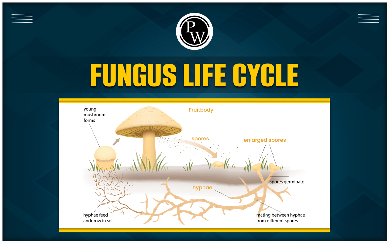 Fungus Life Cycle