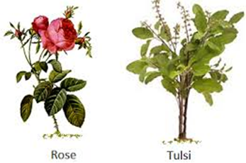 shrubs
