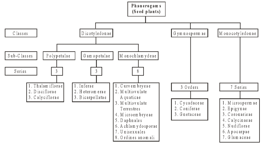 Angiosperms