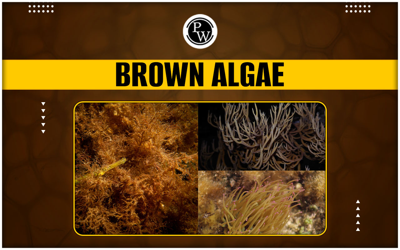 Brown Algae - Classification, Structure, Reproduction and Importance