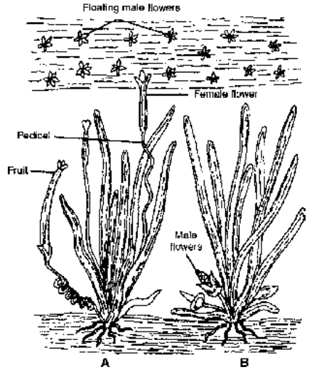 Microsporogenesis