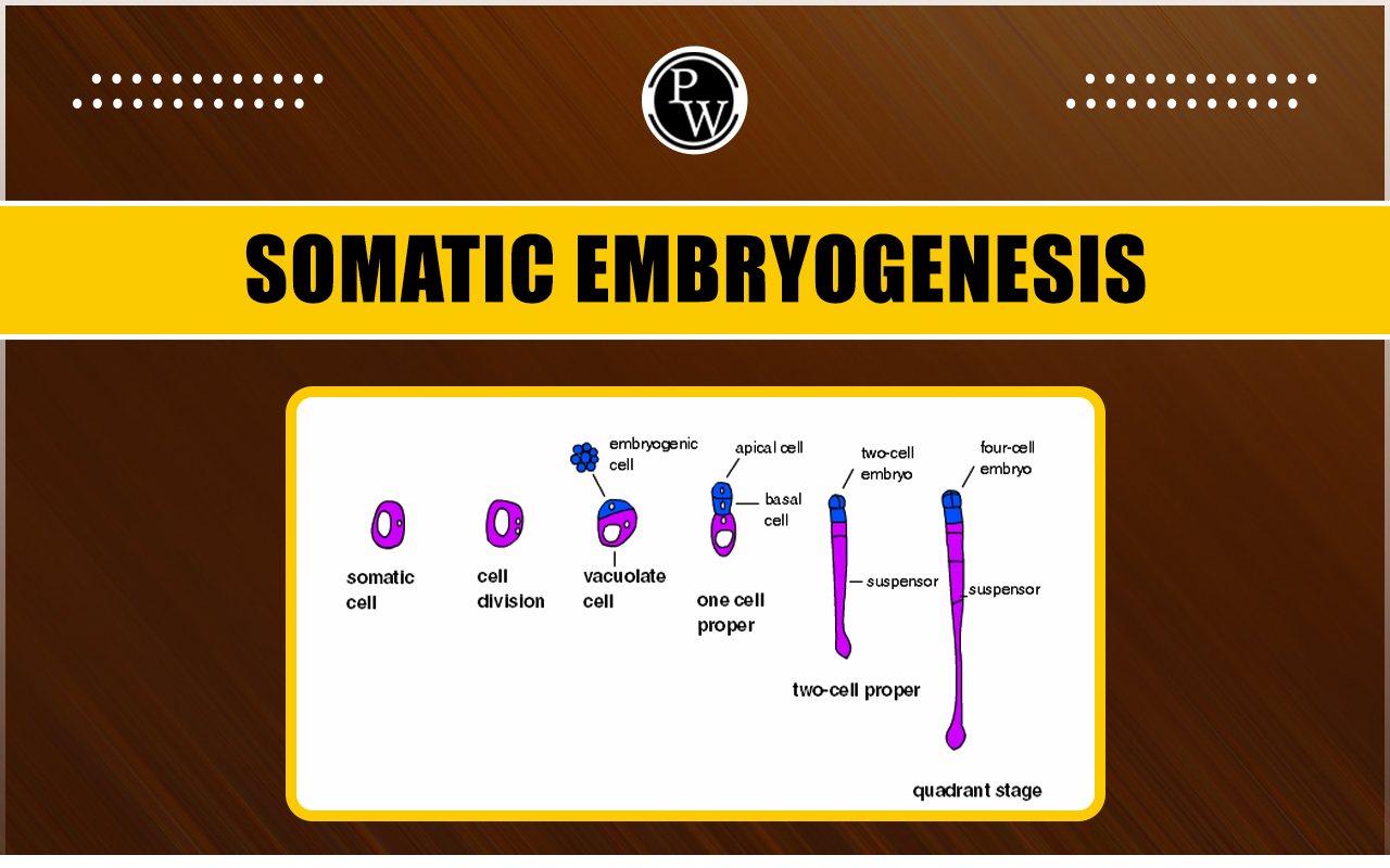 Somatic Embryogenesis