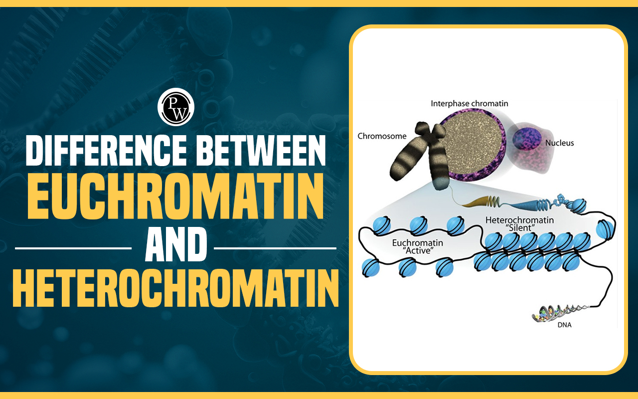 Difference Between Euchromatin and Heterochromatin