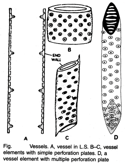 Complex Permanent Tissue