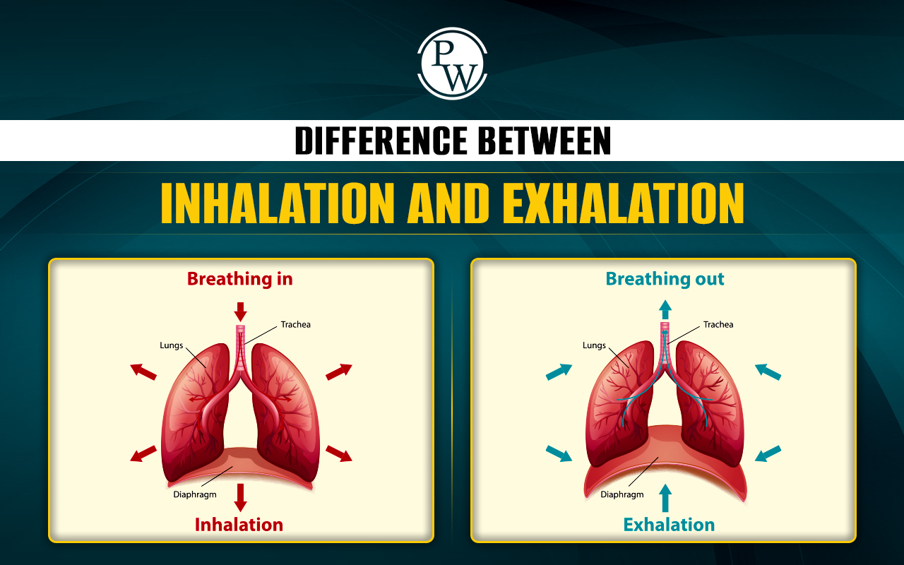 Difference Between Inhalation and Exhalation