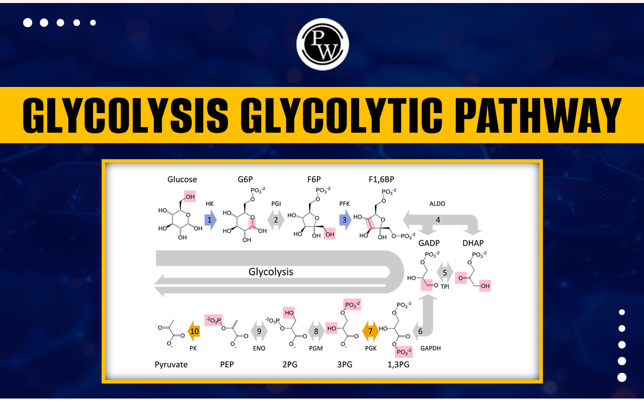 Glyolysis and Glycolytic Pathway