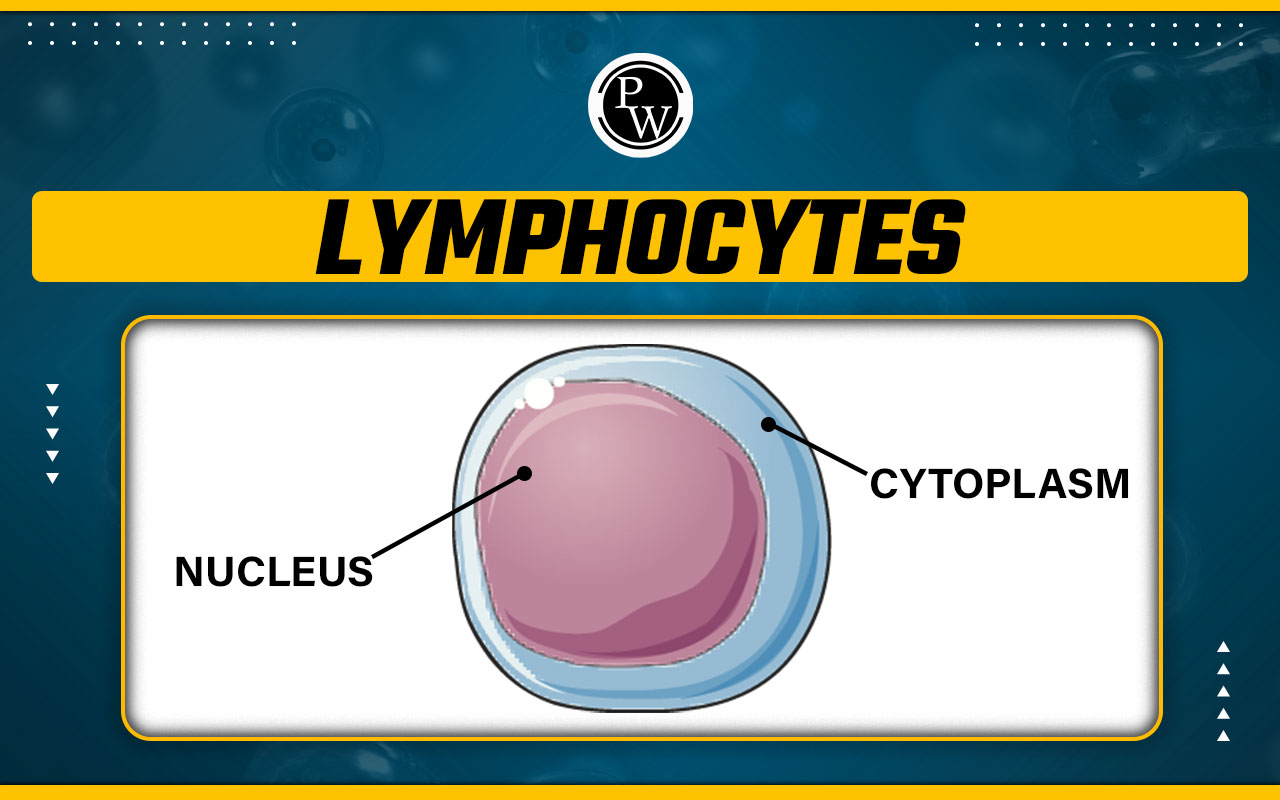 Lymphocytes