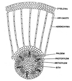 Hydrophtes
