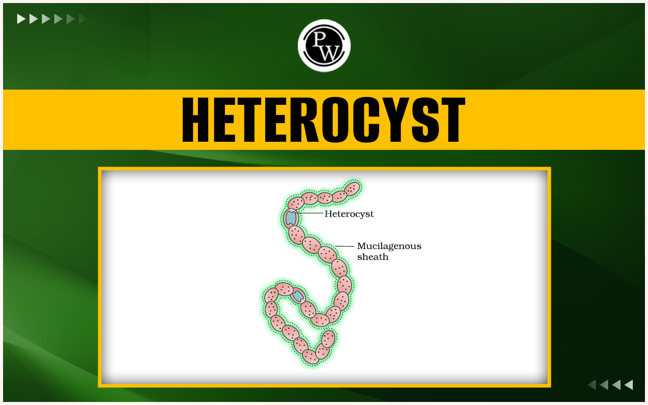 Heterocyst