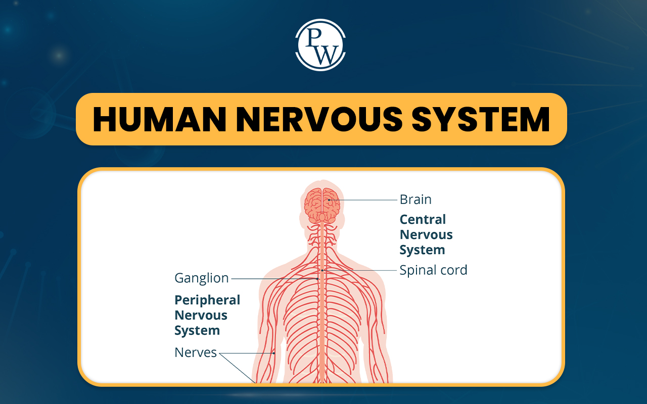 Human Nervous System