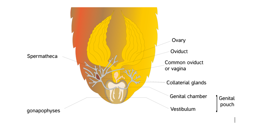 Reproductive organ of female cockroach