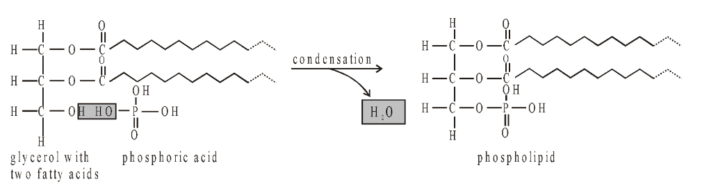 Types Of Lipids