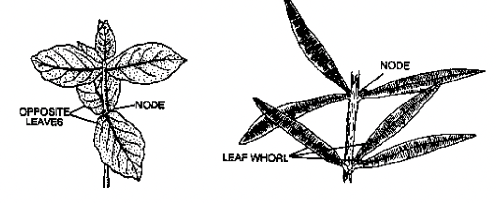 Phyllotaxy