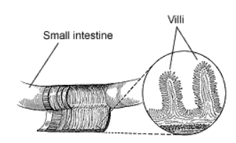 Heterotrophic Nutrition