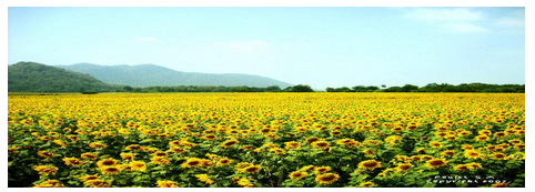 Food Crops Other Than Grains