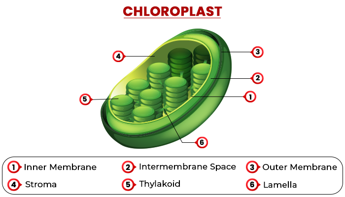 Biology articles Chloroplasts