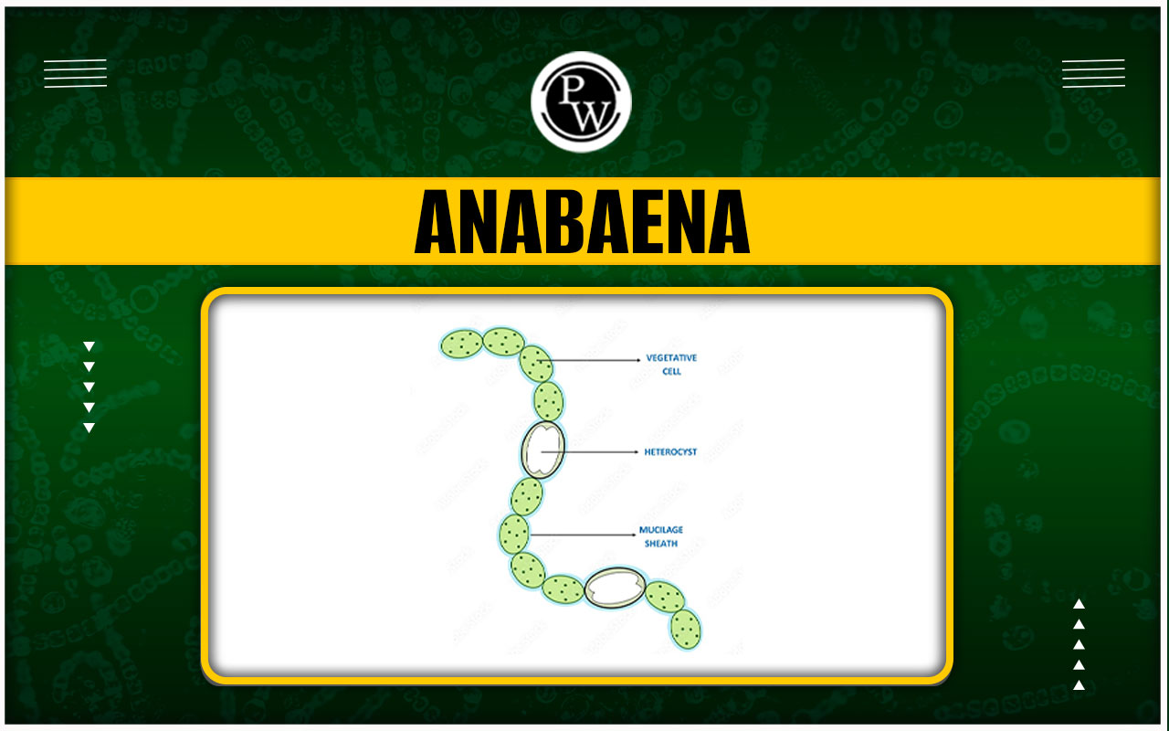 Anabaena