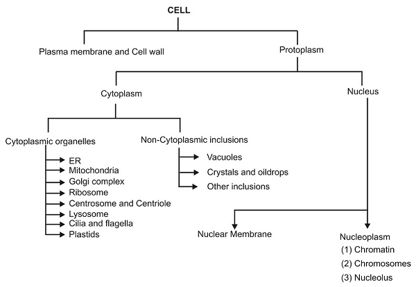 DETAILED STRUCTURE  OF CELL