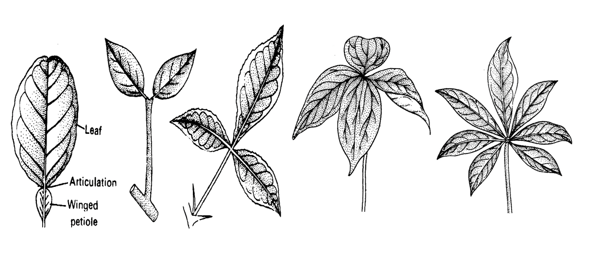 Phyllotaxy