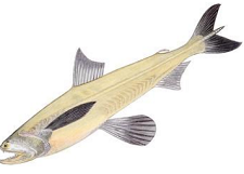 Bombay_Duck