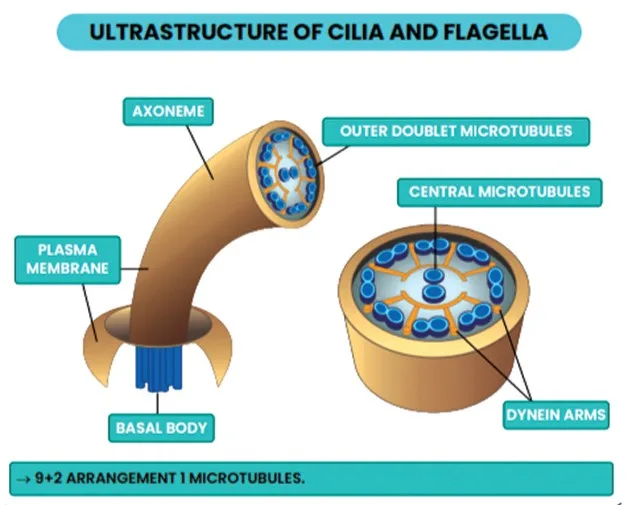 Structure of Cilia And Flagella