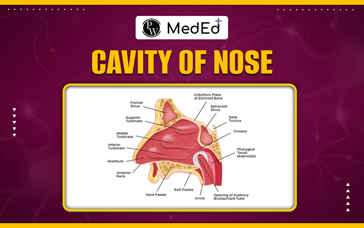Cavity of the Nose, Vestibule, Olfactory Region, and Respiratory Region