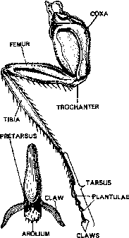 Cockroach Classification and Body Structure