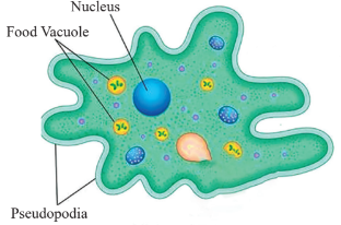 Amoeba Diagram