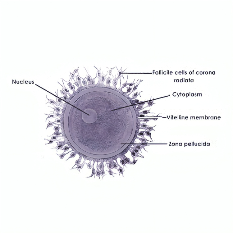 zona pellucida Diagram