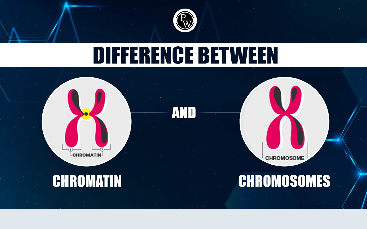 Difference Between Chromatin and Chromosomes