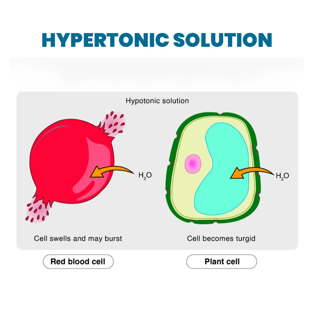 Hypertonic Solution diagram