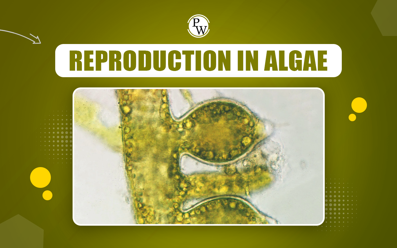 Reproduction in Algae