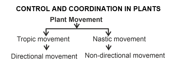 control and coordination