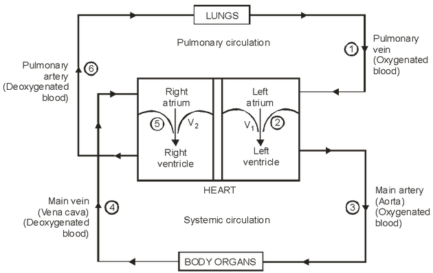 Circulatory System
