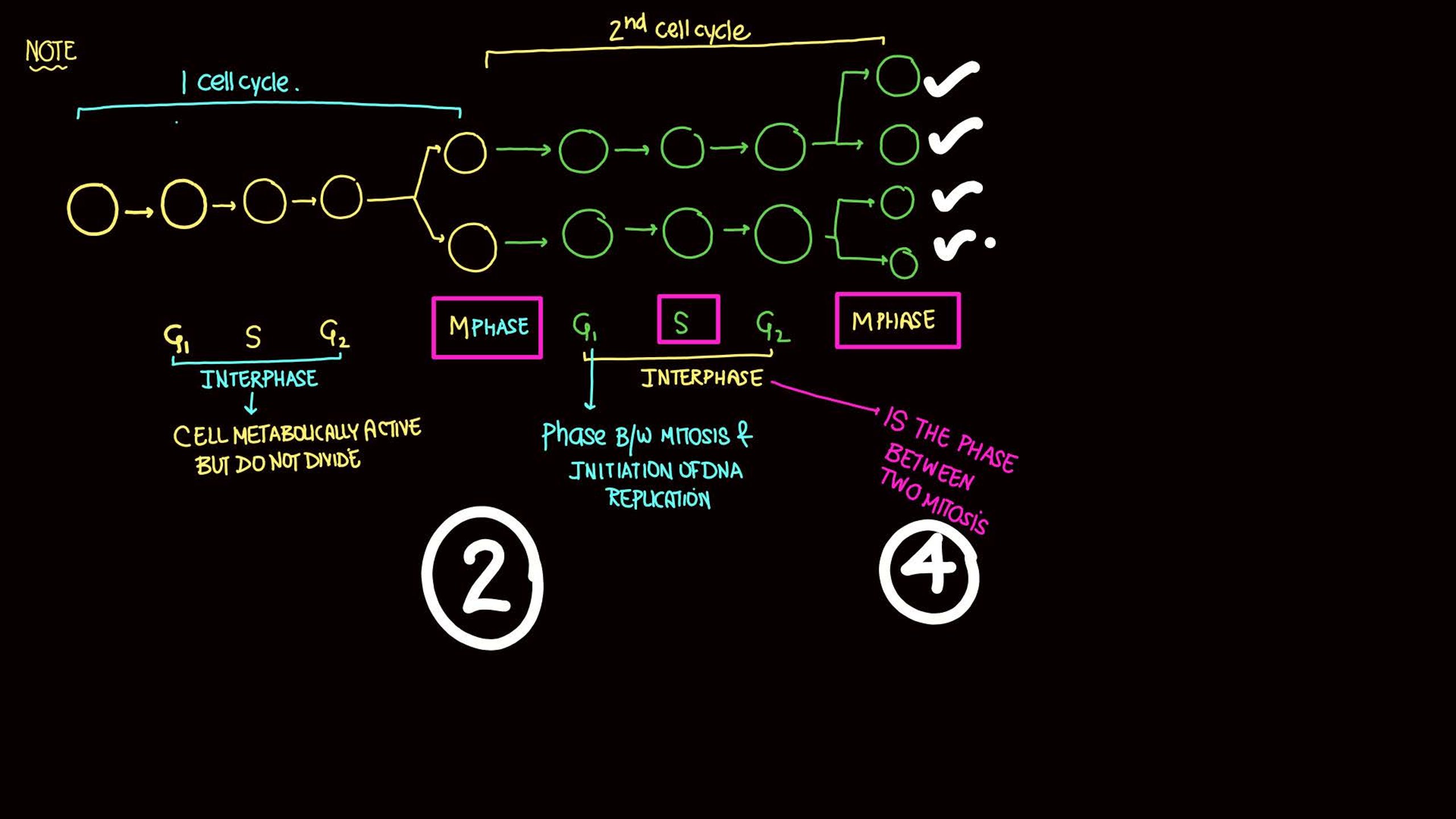 Cell Cycle and Cell Division NEET Notes