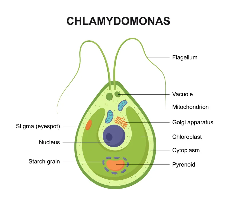 chlamydomonas