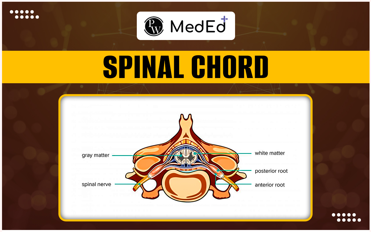 Spinal Cord, Function, Anatomy and Structure