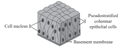 Pseudostratified Epithelium Diagram